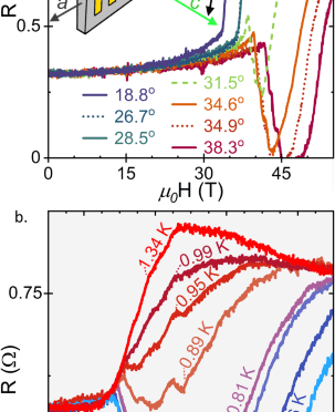 High-field superconductivity in orphan uranium ditelluride compounds