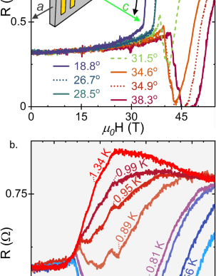 High-field superconductivity in orphan uranium ditelluride compounds