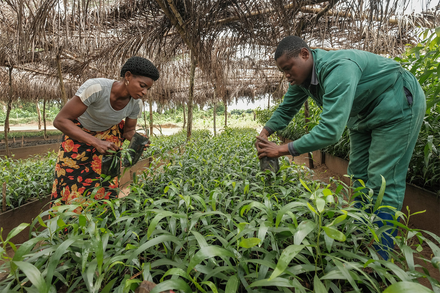 A plant nursery for reforestation in Yangambi, DRC. 